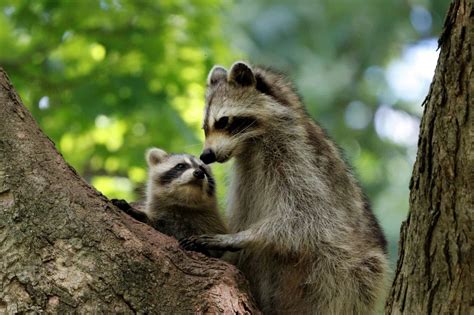 Just How Big Do Raccoons Get? Weight, Length, and More! - A-Z Animals