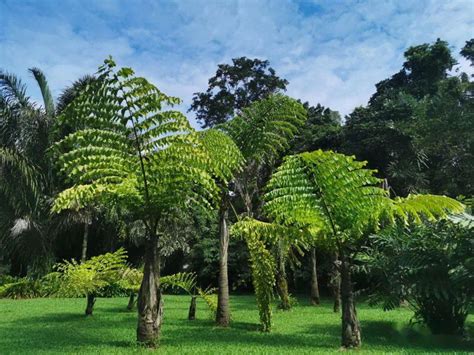 中科院西双版纳热带植物园，夏日灿烂星河萤火之旅_人们