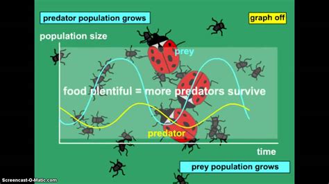 Image result for Genotype Example