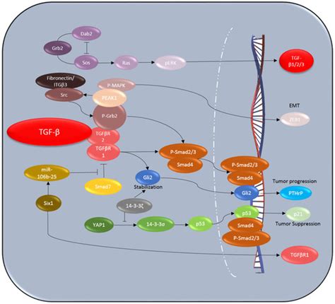Switching Roles of TGF-β in Cancer Development: Implications for ...