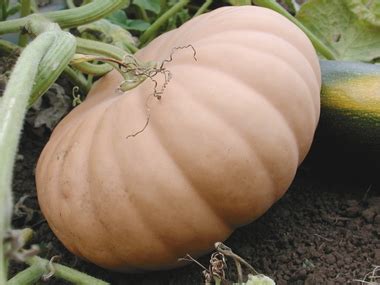 The right squash for pie; make-ahead Thanksgiving recipes; great ...