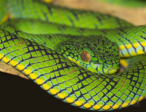 Venom Of Pit Viper