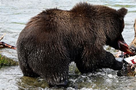 What to know about Fat Bear Week, a competition to be the chonkiest ...
