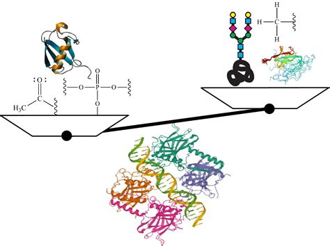 Image result for Post-Translational Modification of Insulin
