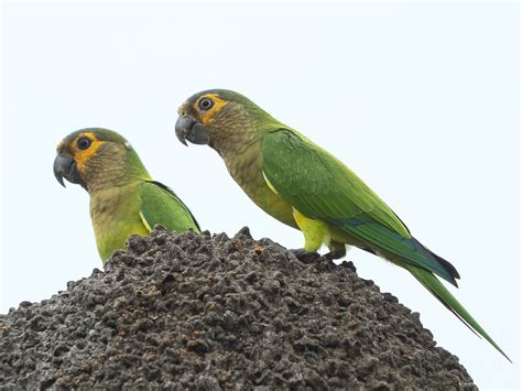 Brown-throated Parakeet - eBird