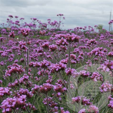 Verbena bonariensis | Plantor
