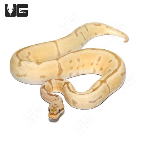 Image result for Leopard Spider Ball Python