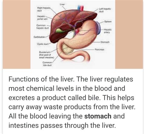 what is functions of liver - Brainly.in