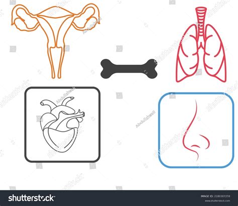 Image result for Human Body Elements