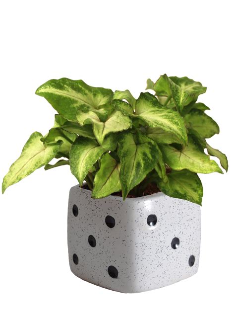 Air Purifying Lucky Syngonium Plant- Buy Live Home Plant Online India ...