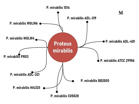 Proteus Mirabilis : Infection, Characteristics and Identification