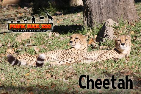 Who's at the Zoo? | Gainesville, TX - Official Website