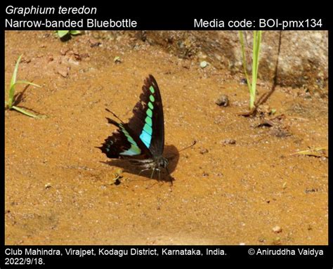 Graphium teredon | Butterfly