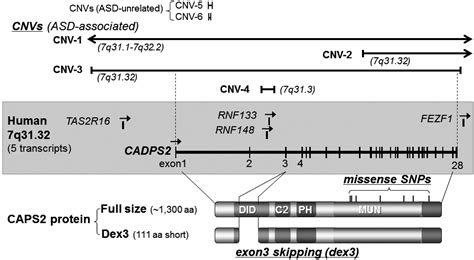 Mouse Models of Mutations and Variations in Autism Spectrum Disorder ...