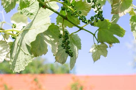 Grapes 的图像结果