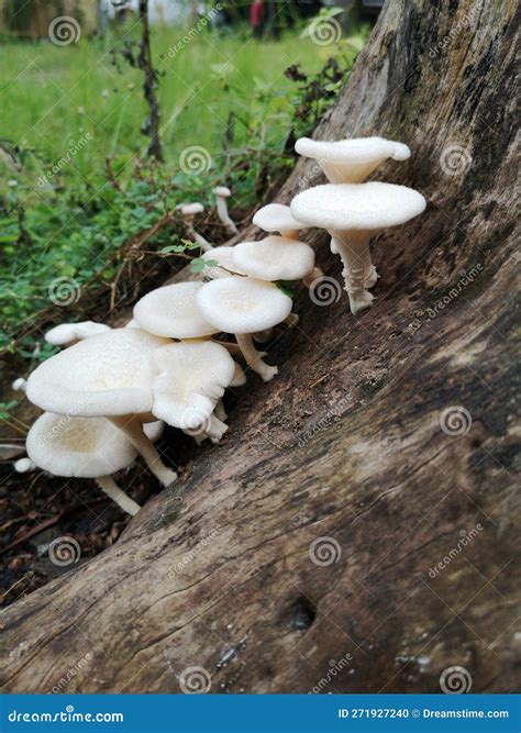 The Word Mushroom Comes from the Latin Word Fungus. Fungi & X28;fungi ...