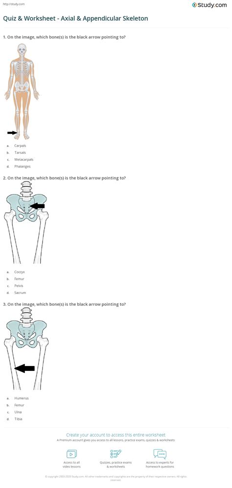 Axial Skeleton Bone Markings Quiz at Edna Cox blog