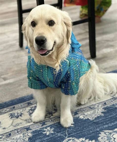 BLUE MIRROR DROP DOG KURTA