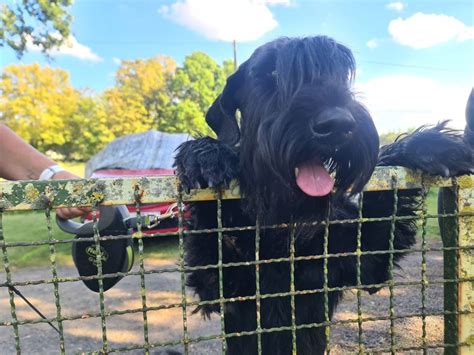 PSK Trainingswochenende Obedience, PSK OG Kassel, 15 March to 17 March ...