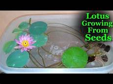how to grow lotus from seed day how to grow lotus from seeds at home lotus growing in how to grow lotus from seed day how to grow lotus from seeds at home lotus growing in