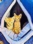 amazon basics Premium Soft Velvet Cats Kittens Pet Hut House | (L x W x ...