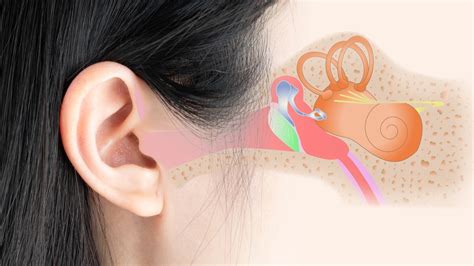 El Dorado Hearing's Guide to Healthy Ears: Tips for Ear Care | El ...