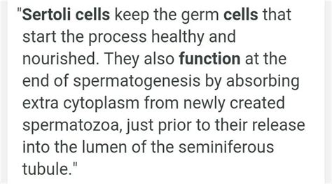 What is the function of sertoli cell? - Brainly.in