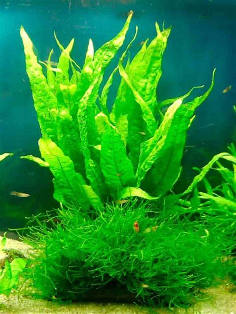 Image result for Growing Java Fern in a Bucket