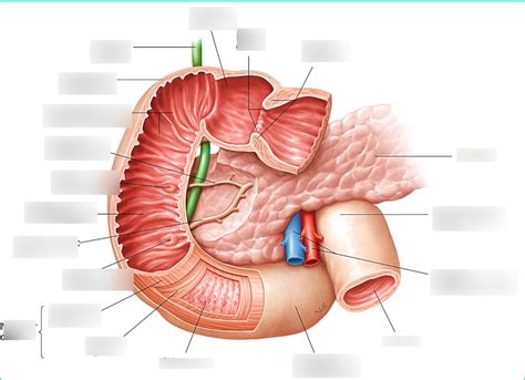 Duodenum Definition 的图像结果