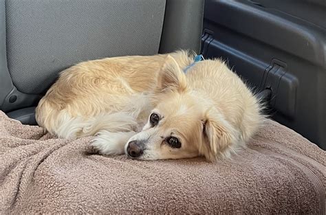 JUNALUSKA ANIMAL HOSPITAL - Waynesville NC - Hours, Directions, Reviews ...