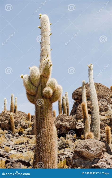 Giant cacti plants stock image. Image of flora, nature - 180394277