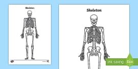 Skeletal System for Grade 5 - Primary Resources - Twinkl