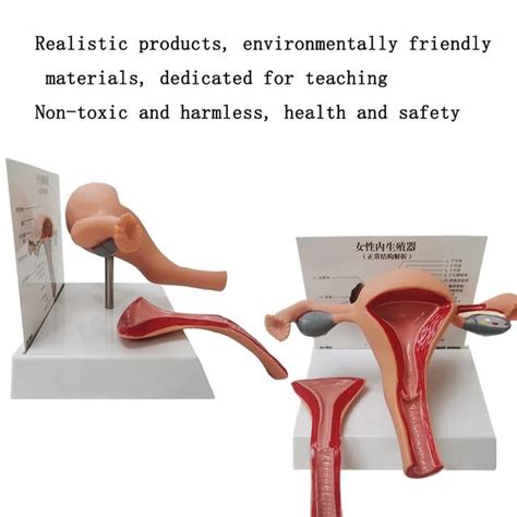 Image result for Making Female Reproductive Organ Model