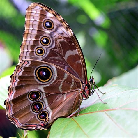 Download wallpaper 3415x3415 morpho peleides, butterfly, patterns ...