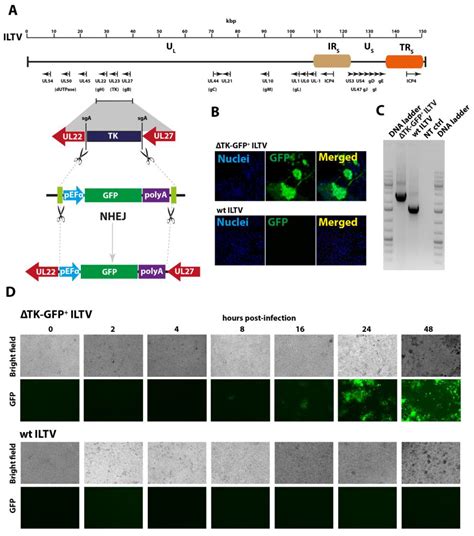 Simultaneous Deletion of Virulence Factors and Insertion of Antigens ...