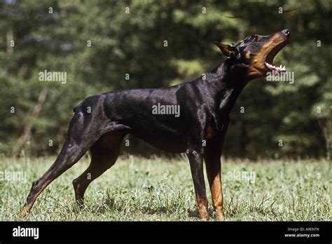 Dobermann (Canis lupus familiaris), barking Stock Photo - Alamy