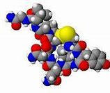 Image result for Oxytocin Pathway