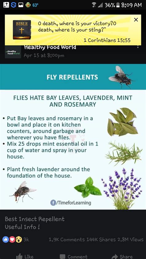 Pin by Cathey Day on Essential oils | Fly repellant, Repellents ...