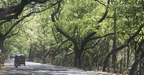 Mumbai latest news: Bombay HC clears cutting of 2,646 trees for Aarey ...