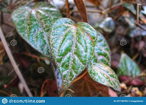 Red Betel Vines that Have Many Benefits Stock Photo - Image of healthy ...