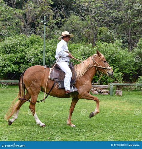 Peruvian Paso Horse Demonstration. Cusco, Peru Editorial Image - Image ...
