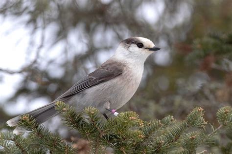 What Is the National Bird of Canada? (Why Was It Chosen?)