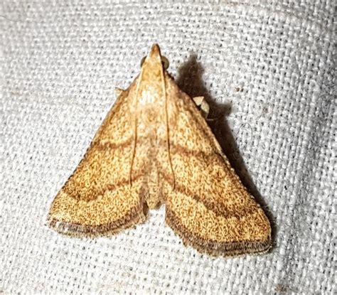 Pyralidae-genera spp. | Moths