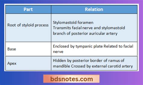 Image result for Temporal Styloid Process Anatomy