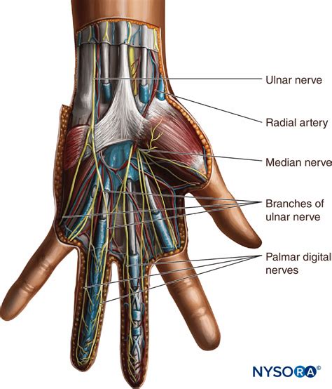 Wrist Examination & Pathology Module
