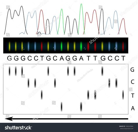 DNA Sequencing For Dummies 的图像结果
