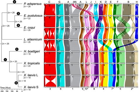 Intact Protein Deconvolution Chromeleon 的图像结果