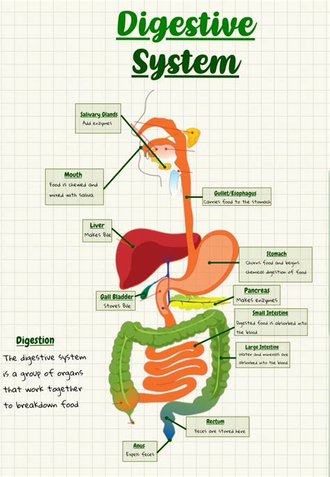 Image result for Science Digestive System