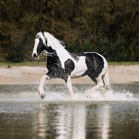 Cob Horse - Complete Breed Profile