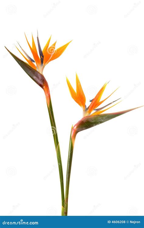 Bird of paradise flower stock photo. Image of crest, royal - 4606208
